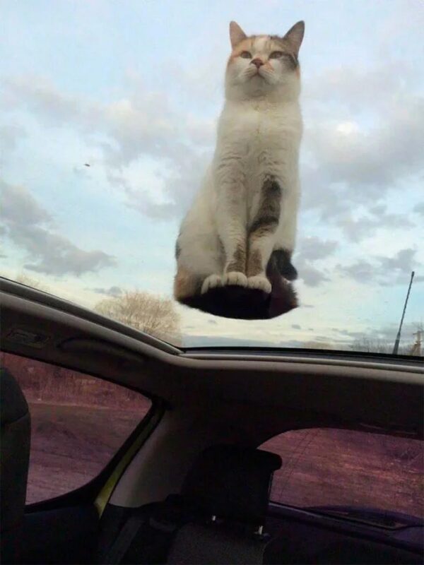 Фотография: Притяженья больше нет: 30 котиков, которые плевать хотели на законы физики №20 - BigPicture.ru