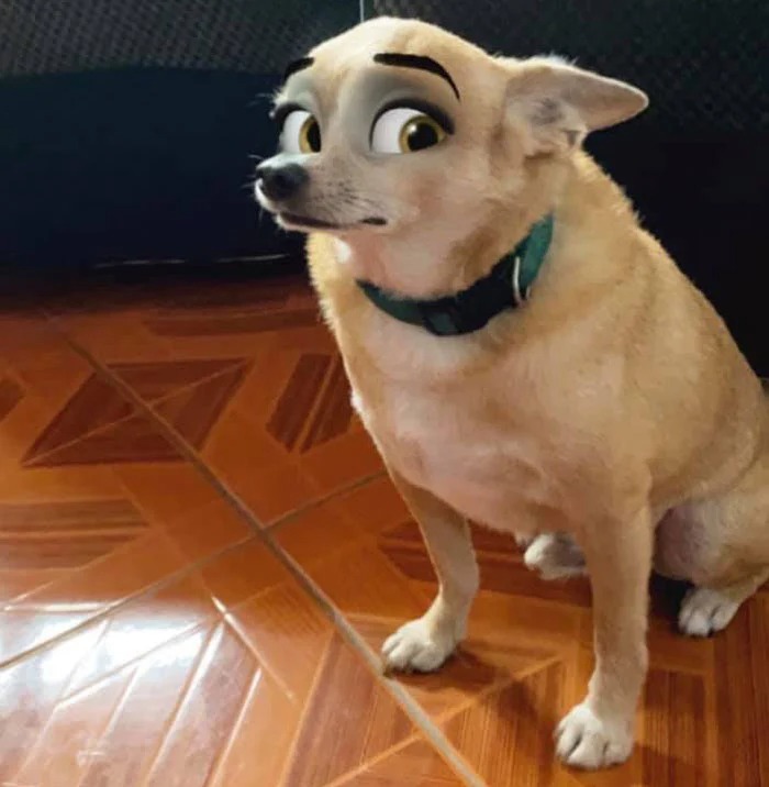 Фотография: Snapchat добавил новый фильтр Cartoon Face, который делает собак похожими на персонажей Диснея №11 - BigPicture.ru