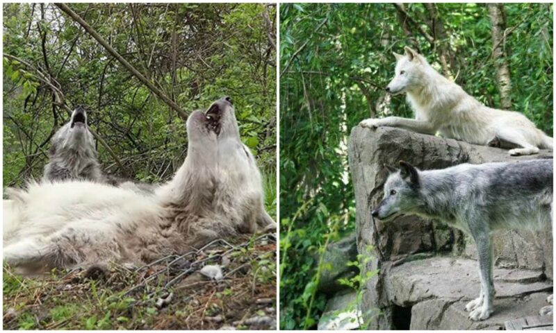 Фотография: Как ведут себя самые ленивые волки в мире №1 - BigPicture.ru