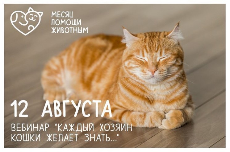 Фотография: Бесплатный вебинар “Каждый хозяин кошки желает знать…” №1 - BigPicture.ru