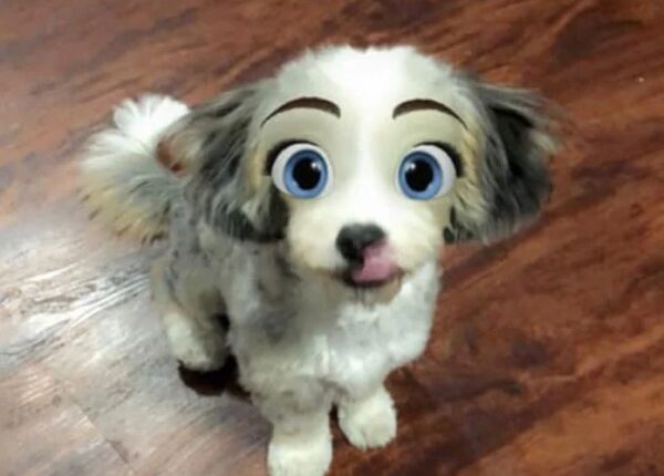 Snapchat добавил новый фильтр Cartoon Face, который делает собак похожими на персонажей Диснея