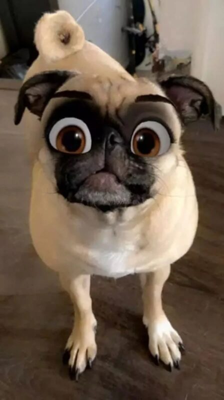 Фотография: Snapchat добавил новый фильтр Cartoon Face, который делает собак похожими на персонажей Диснея №18 - BigPicture.ru