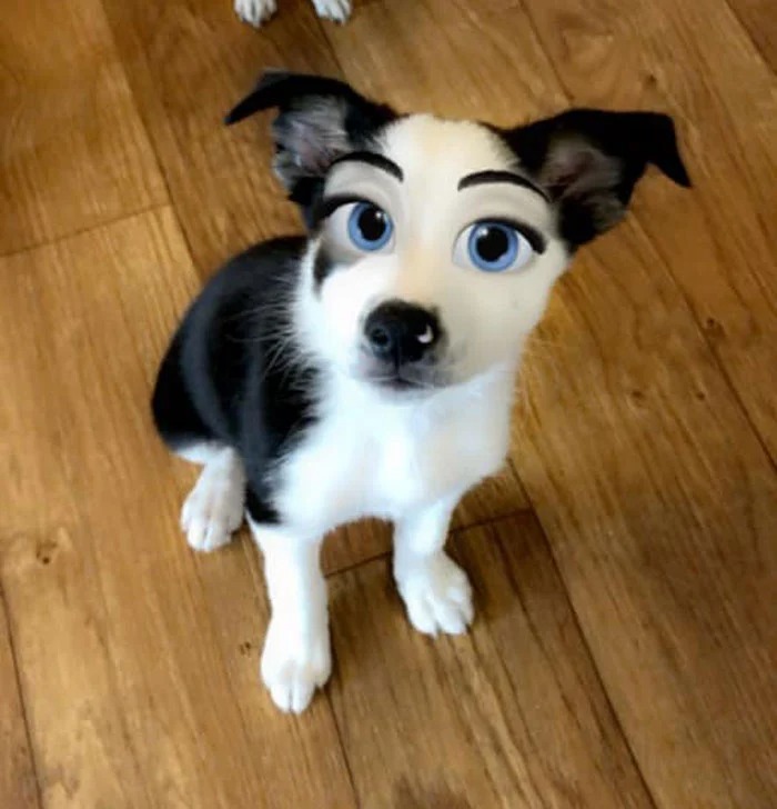 Фотография: Snapchat добавил новый фильтр Cartoon Face, который делает собак похожими на персонажей Диснея №13 - BigPicture.ru