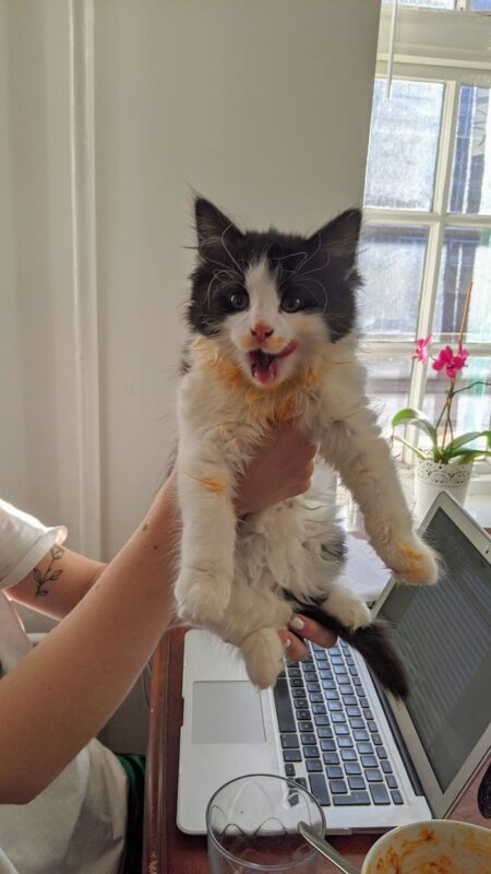 Фотография: Кушайте, не обляпайтесь: 20 милейших котяток, которые не умеют есть аккуратно №16 - BigPicture.ru