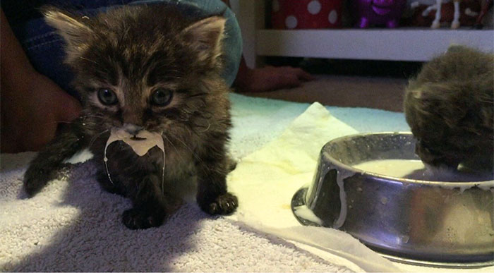 Фотография: Кушайте, не обляпайтесь: 20 милейших котяток, которые не умеют есть аккуратно №15 - BigPicture.ru