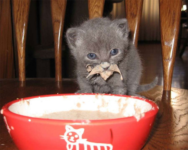 Фотография: Кушайте, не обляпайтесь: 20 милейших котяток, которые не умеют есть аккуратно №21 - BigPicture.ru