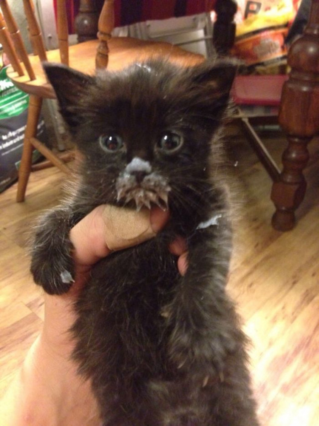 Фотография: Кушайте, не обляпайтесь: 20 милейших котяток, которые не умеют есть аккуратно №18 - BigPicture.ru