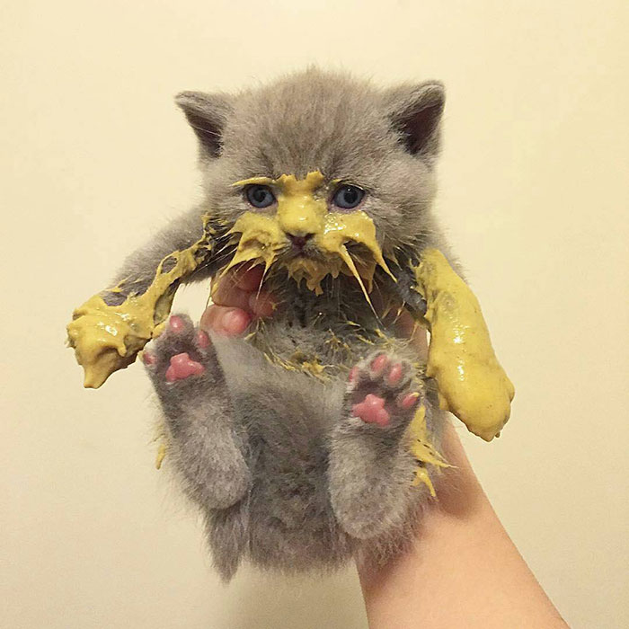 Фотография: Кушайте, не обляпайтесь: 20 милейших котяток, которые не умеют есть аккуратно №5 - BigPicture.ru