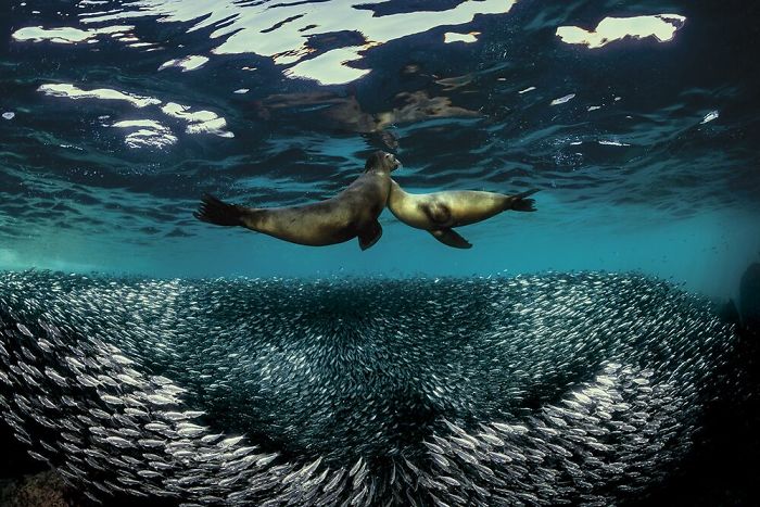 Фотография: 30 лучших работ от победителей конкурса подводной фотографии Through Your Lens 2020 №11 - BigPicture.ru