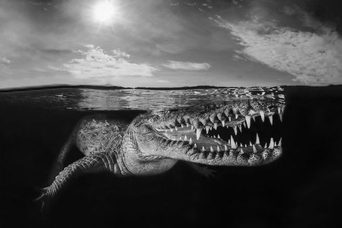 Фотография: 30 лучших работ от победителей конкурса подводной фотографии Through Your Lens 2020 №18 - BigPicture.ru