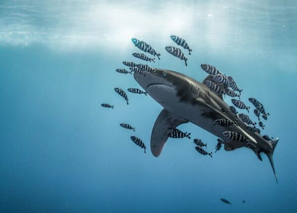 30 лучших работ от победителей конкурса подводной фотографии Through Your Lens 2020