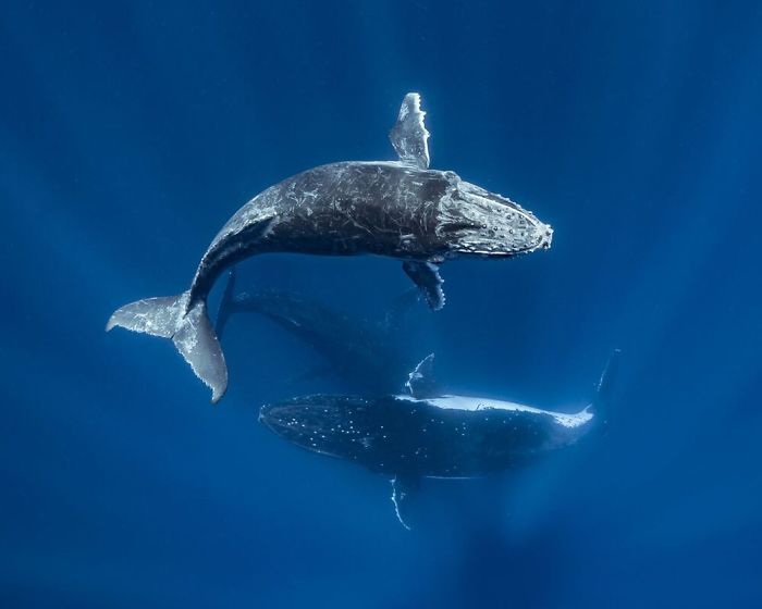 Фотография: 30 лучших работ от победителей конкурса подводной фотографии Through Your Lens 2020 №21 - BigPicture.ru