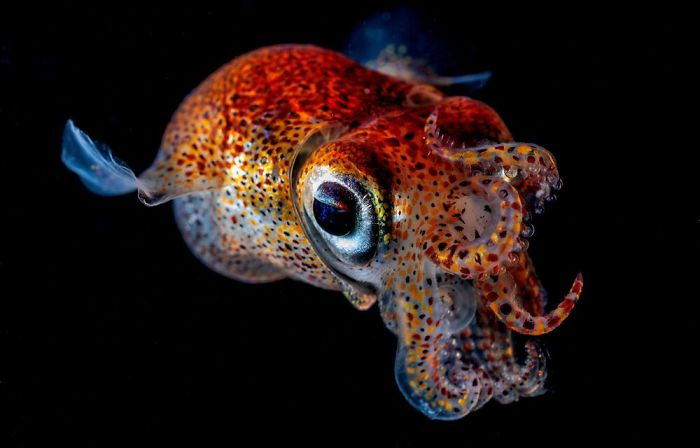 Фотография: 30 лучших работ от победителей конкурса подводной фотографии Through Your Lens 2020 №22 - BigPicture.ru