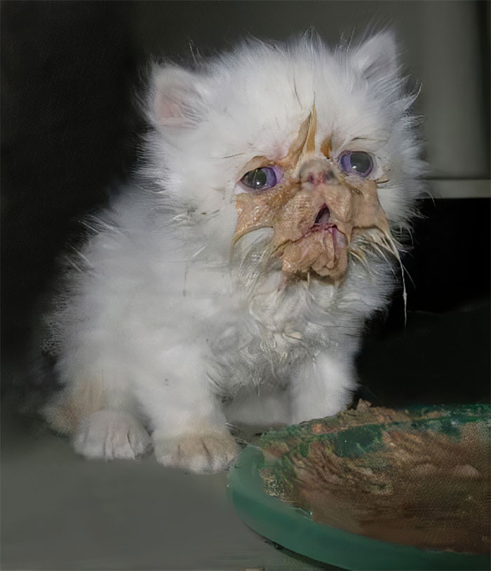 Фотография: Кушайте, не обляпайтесь: 20 милейших котяток, которые не умеют есть аккуратно №17 - BigPicture.ru