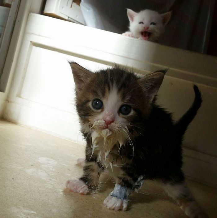 Фотография: Кушайте, не обляпайтесь: 20 милейших котяток, которые не умеют есть аккуратно №2 - BigPicture.ru