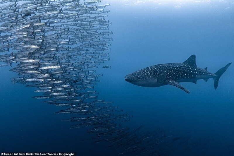 Фотография: 30 потрясающих снимков с конкурса подводной фотографии Ocean Art 2020 №8 - BigPicture.ru