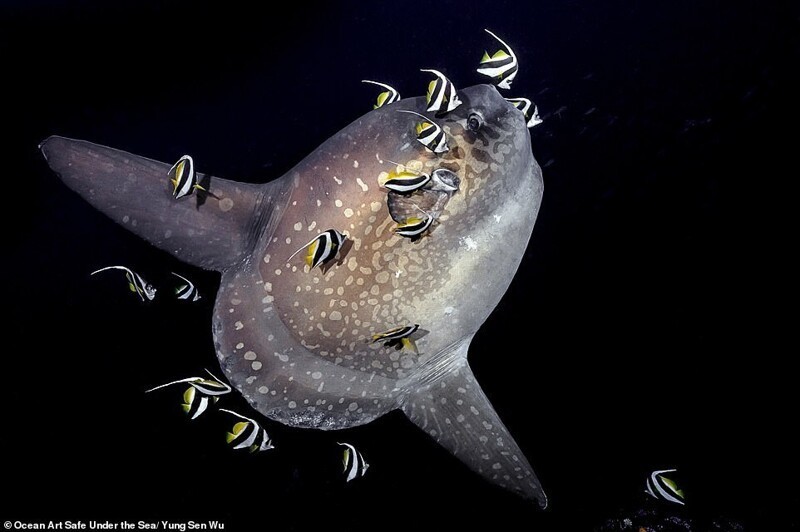 Фотография: 30 потрясающих снимков с конкурса подводной фотографии Ocean Art 2020 №6 - BigPicture.ru