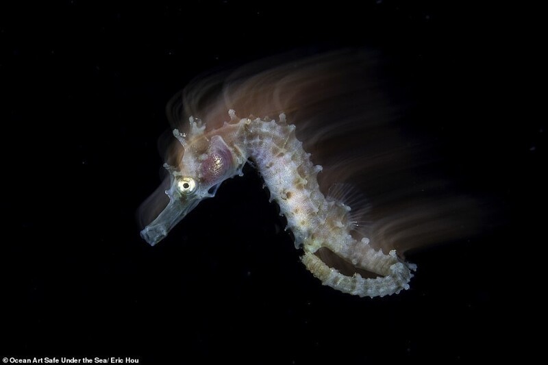 Фотография: 30 потрясающих снимков с конкурса подводной фотографии Ocean Art 2020 №19 - BigPicture.ru