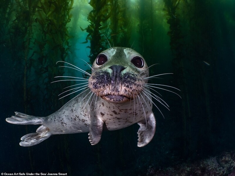 Фотография: 30 потрясающих снимков с конкурса подводной фотографии Ocean Art 2020 №2 - BigPicture.ru