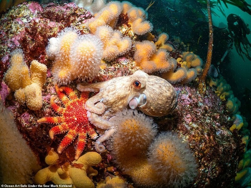 Фотография: 30 потрясающих снимков с конкурса подводной фотографии Ocean Art 2020 №20 - BigPicture.ru