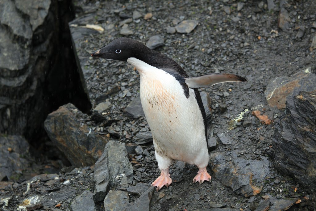 Фотография: Ученые обнаружили в Антарктиде мумии древних пингвинов №1 - BigPicture.ru