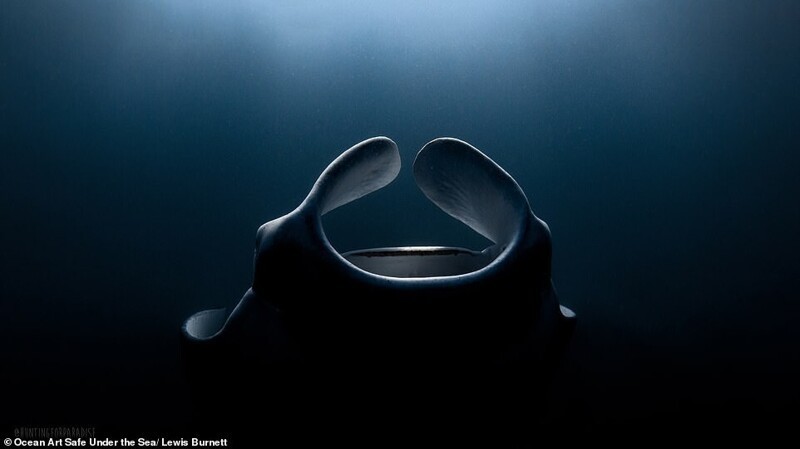 Фотография: 30 потрясающих снимков с конкурса подводной фотографии Ocean Art 2020 №22 - BigPicture.ru