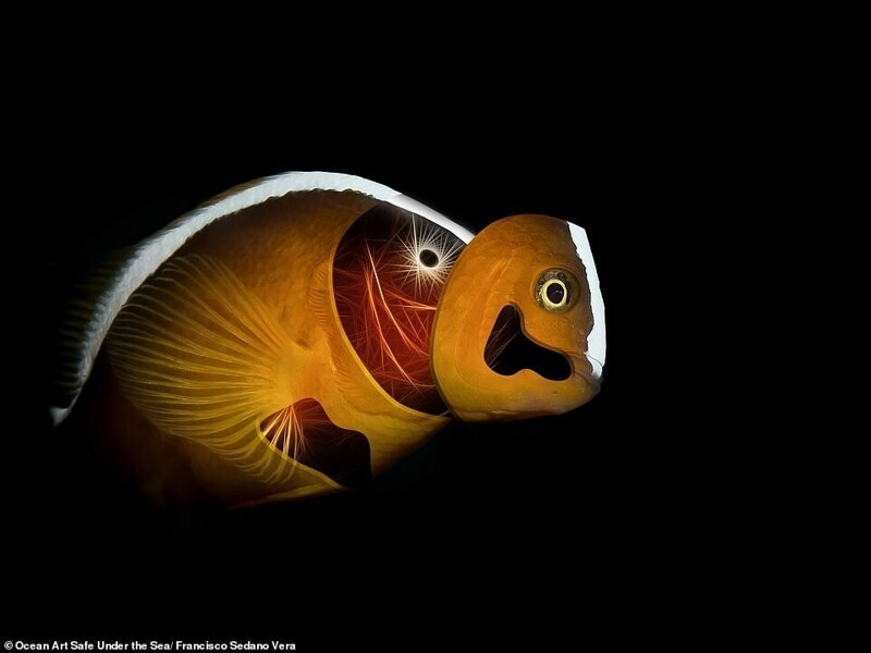 Фотография: 30 потрясающих снимков с конкурса подводной фотографии Ocean Art 2020 №10 - BigPicture.ru