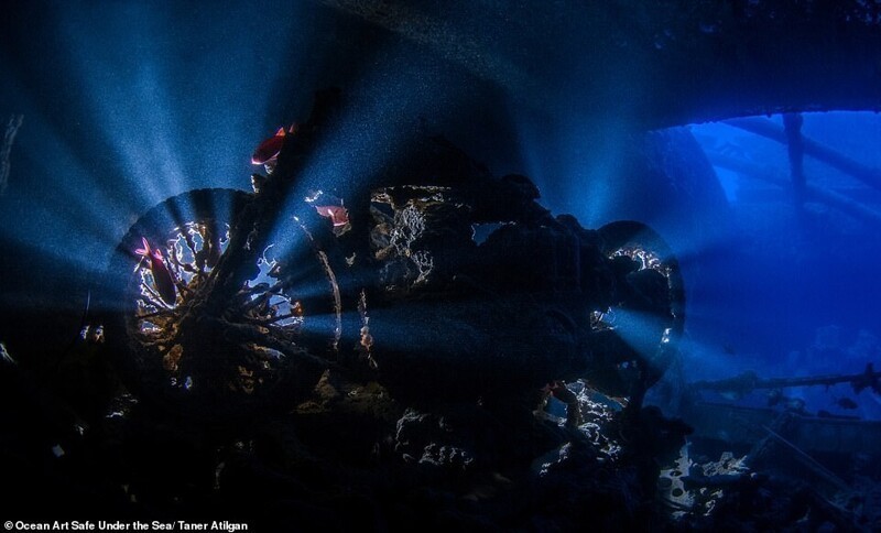 Фотография: 30 потрясающих снимков с конкурса подводной фотографии Ocean Art 2020 №16 - BigPicture.ru