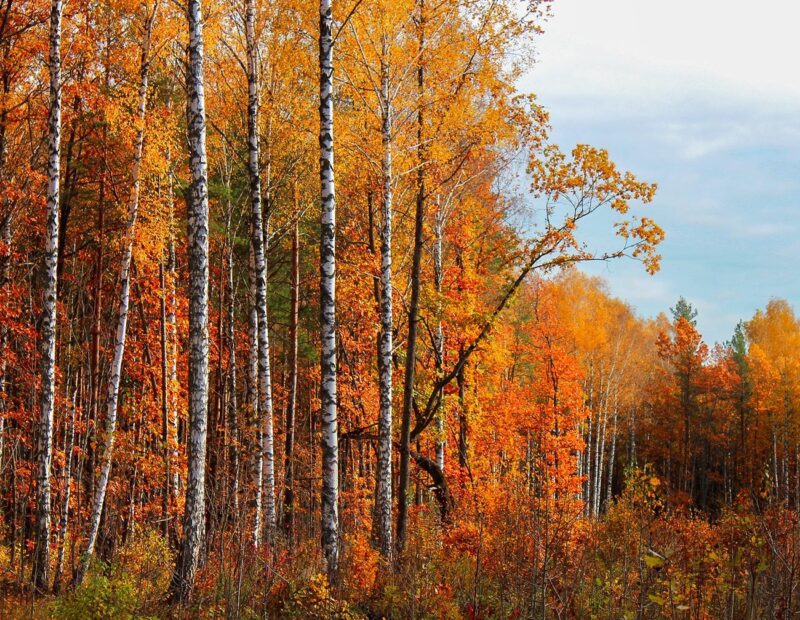 Фотография: Золотая осень в фотографиях из разных уголков России №6 - BigPicture.ru