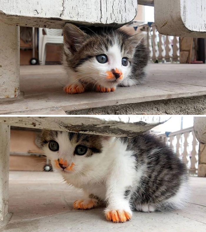 Фотография: Кушайте, не обляпайтесь: 20 милейших котяток, которые не умеют есть аккуратно №9 - BigPicture.ru
