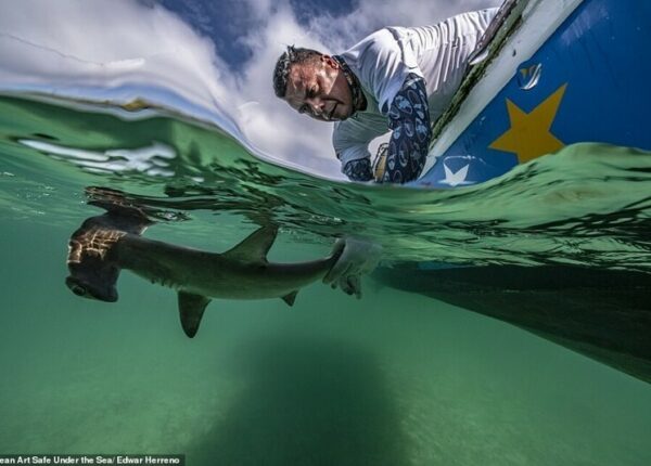30 потрясающих снимков с конкурса подводной фотографии Ocean Art 2020