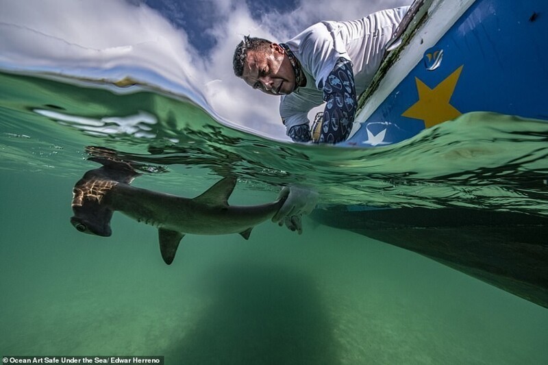 Фотография: 30 потрясающих снимков с конкурса подводной фотографии Ocean Art 2020 №23 - BigPicture.ru