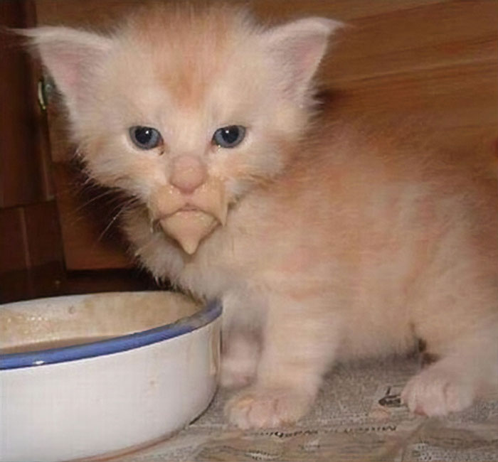 Фотография: Кушайте, не обляпайтесь: 20 милейших котяток, которые не умеют есть аккуратно №10 - BigPicture.ru