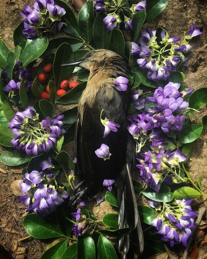 Фотография: Необыкновенно красивые и печальные фото цветочных мемориалов для мертвых животных №13 - BigPicture.ru