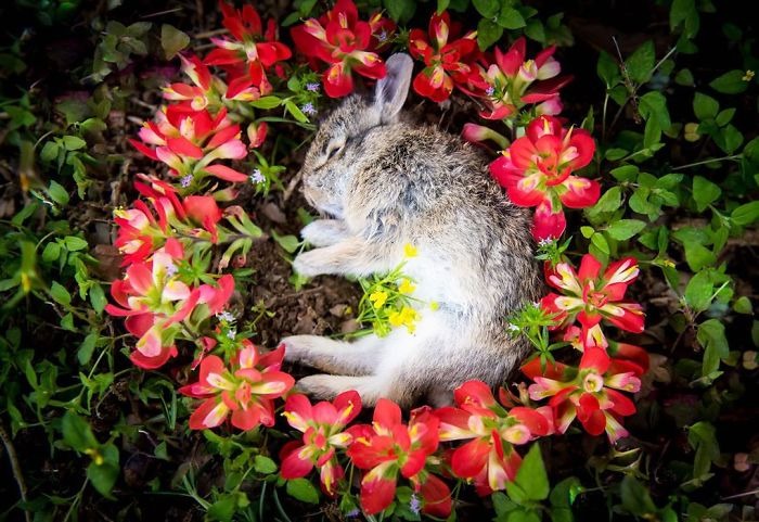 Фотография: Необыкновенно красивые и печальные фото цветочных мемориалов для мертвых животных №11 - BigPicture.ru