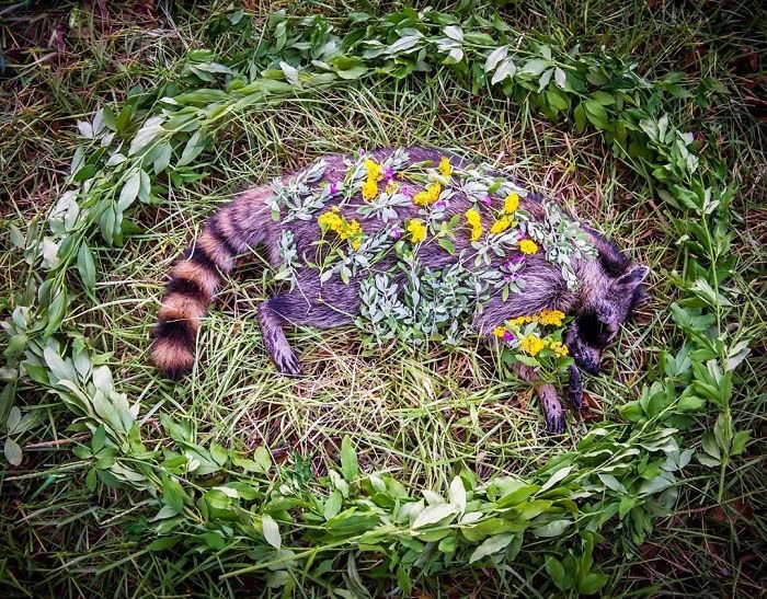 Фотография: Необыкновенно красивые и печальные фото цветочных мемориалов для мертвых животных №12 - BigPicture.ru