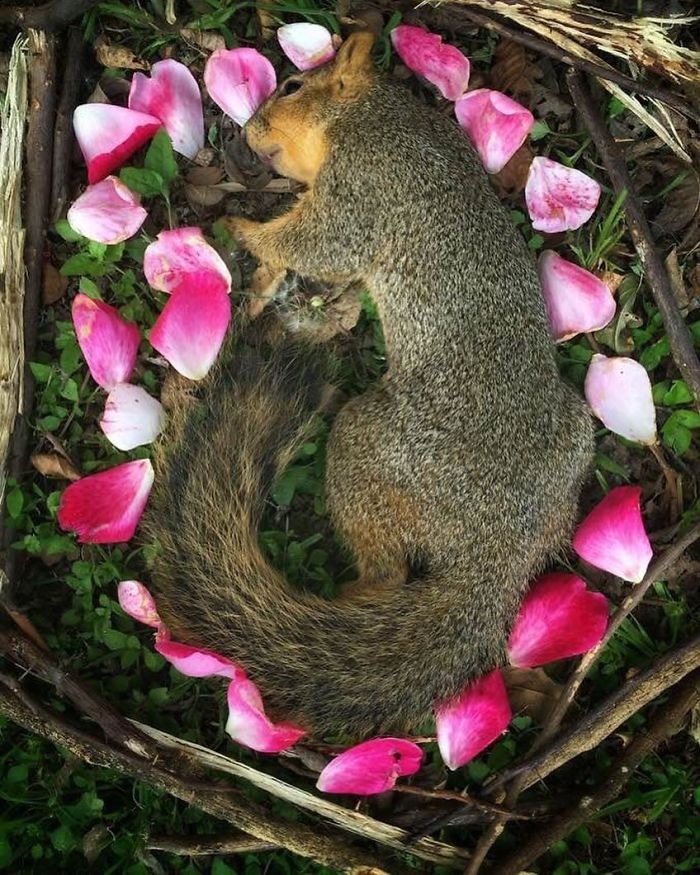 Фотография: Необыкновенно красивые и печальные фото цветочных мемориалов для мертвых животных №15 - BigPicture.ru