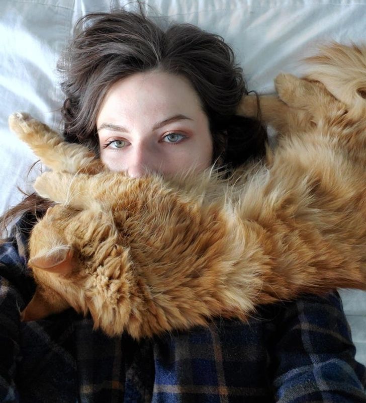 Фотография: 22 котика, которые как никто другой умеют находить уютное местечко №8 - BigPicture.ru