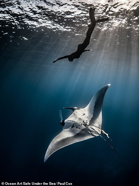 Фотография: 30 потрясающих снимков с конкурса подводной фотографии Ocean Art 2020 №5 - BigPicture.ru