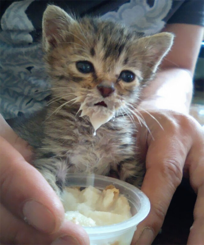 Фотография: Кушайте, не обляпайтесь: 20 милейших котяток, которые не умеют есть аккуратно №20 - BigPicture.ru