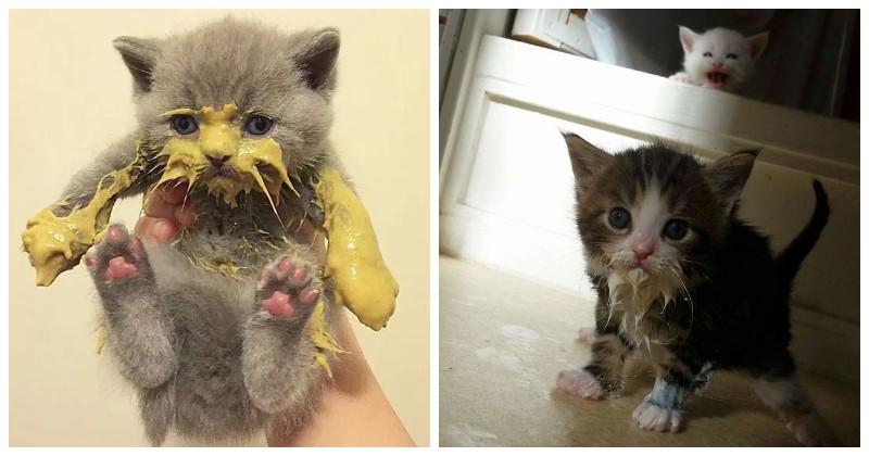 Фотография: Кушайте, не обляпайтесь: 20 милейших котяток, которые не умеют есть аккуратно №1 - BigPicture.ru