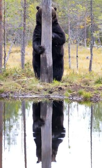 Фотография: Самые смешные фото диких животных от финалистов Comedy Wildlife Photography Awards 2020 №10 - BigPicture.ru