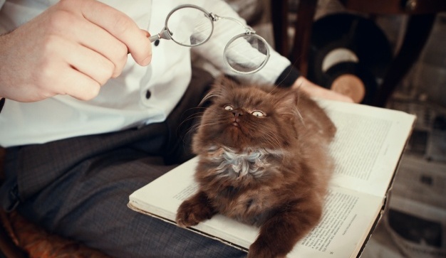Фотография: Ученые рассказали о секретном способе наладить контакт с кошкой №2 - BigPicture.ru