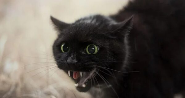 22 кусачих котика, которые решили возглавить домашнюю иерархию