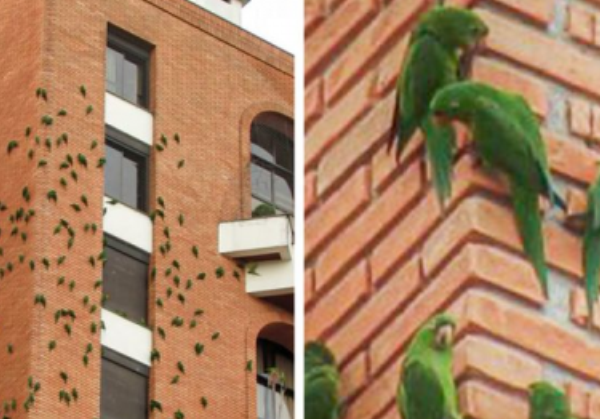 Почему попугаи много лет грызут это кирпичное здание в Бразилии