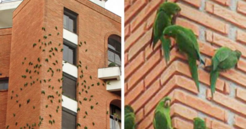 Фотография: Почему попугаи много лет грызут это кирпичное здание в Бразилии №1 - BigPicture.ru
