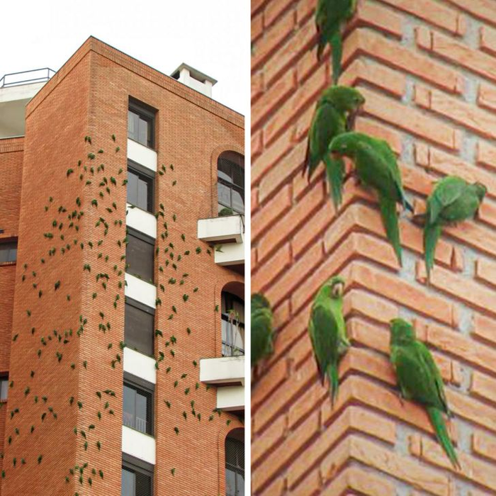 Фотография: Почему попугаи много лет грызут это кирпичное здание в Бразилии №2 - BigPicture.ru