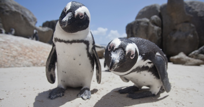 Фотография: Будни нидерландского зоопарка: пингвины-геи украли яйцо у пингвинов-лесбиянок №3 - BigPicture.ru
