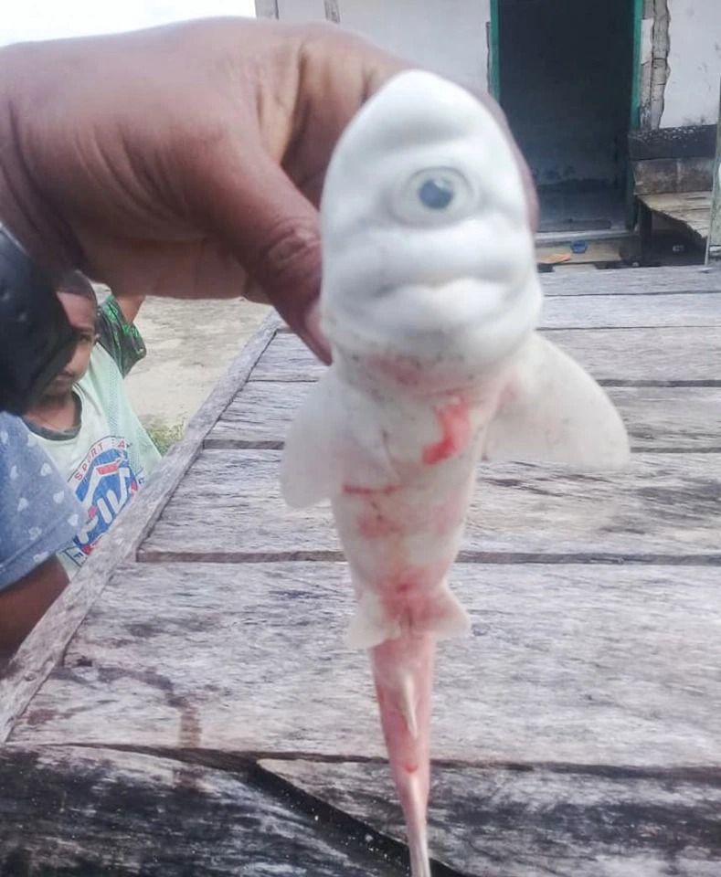 Фотография: Чудо-юдо из Индонезии: рыбаки нашли в животе акулы зародыш с одним глазом №2 - BigPicture.ru