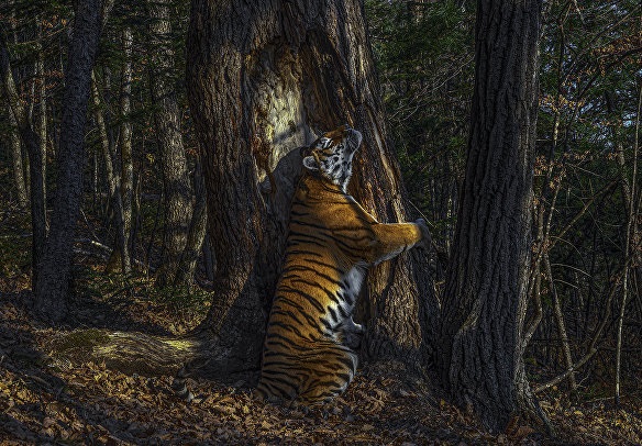 Фото россиянина, получившее гран-при, и другие финалисты конкурса Wildlife Photographer of the Year